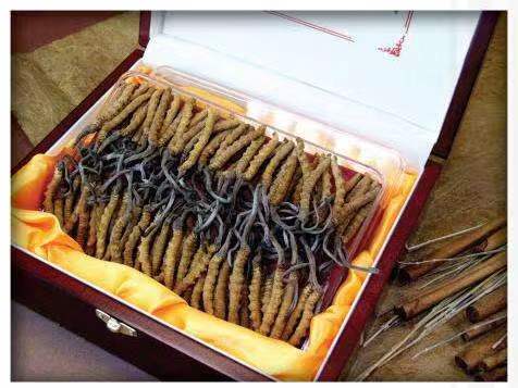 畜禽良种场冬虫夏草回收